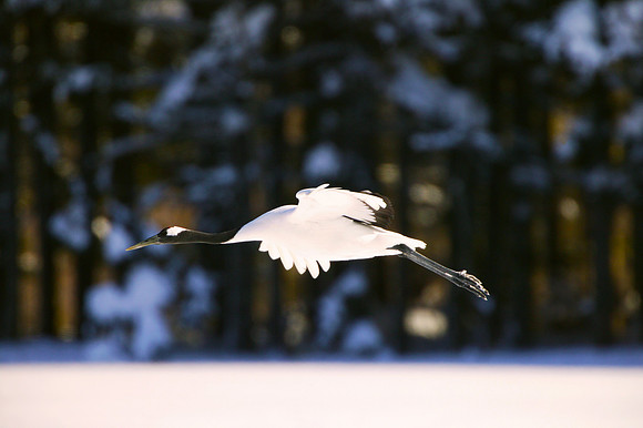 Soaring