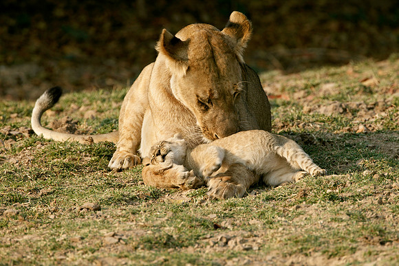 Nap Time