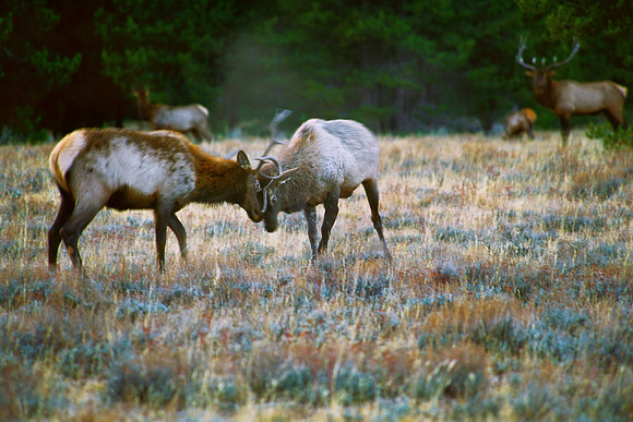 The Duel