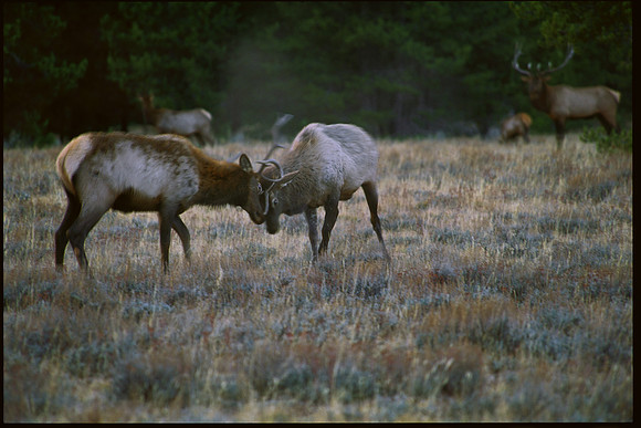 The Duel