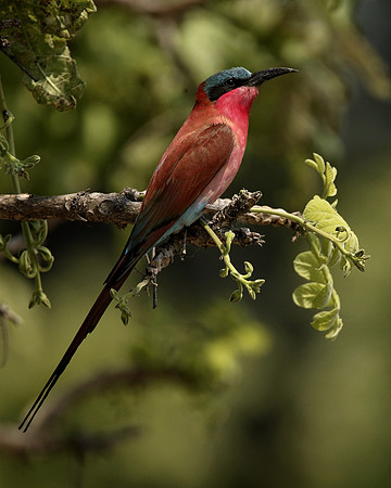 Red Bird