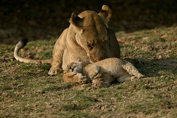 Nap Time