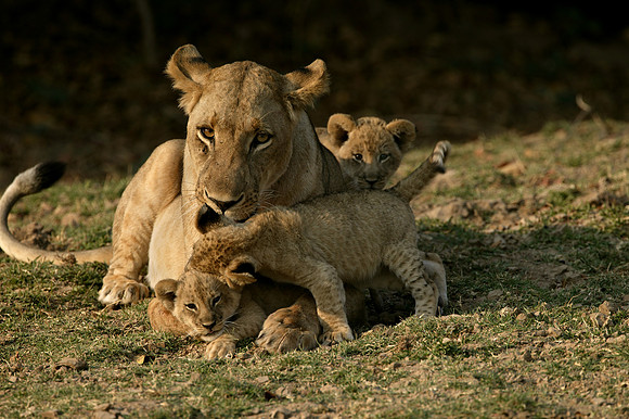 Pedigree