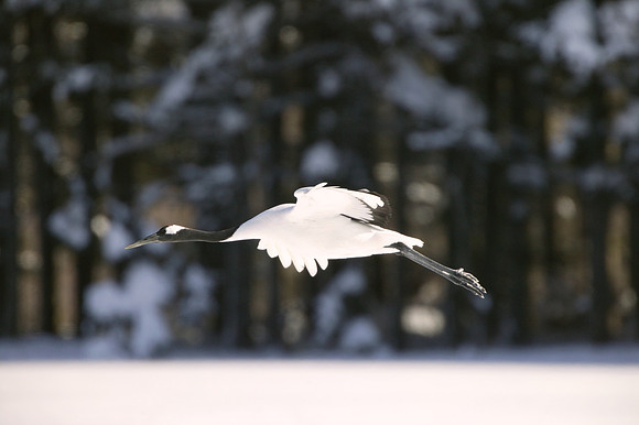 Soaring